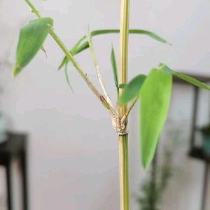 竹园苑—园艺医馆头像