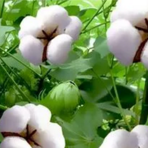 华姐手工棉花被子头像