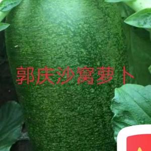 郭庆沙窝萝卜头像