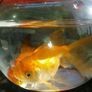 农人韦生头像
