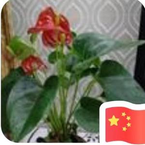 来壸桂花酒头像