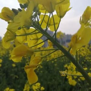 怀旧映客头像