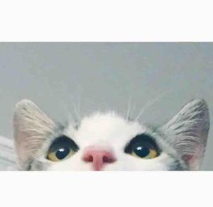 亮亮也是酿酿的个人主页- 西瓜视频