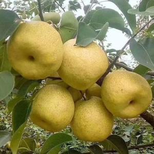 刘运锋头像