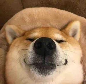 超级乐天滴黑柴头像