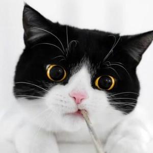 帅帅的猫哥头像