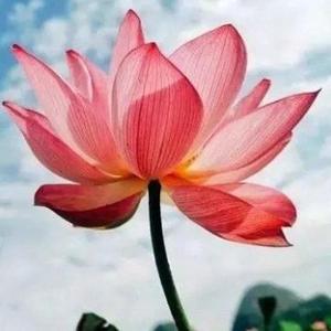 金刚观自在头像