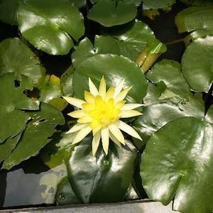 芦苇彬头像