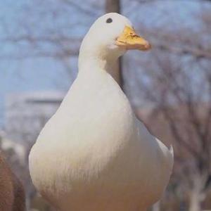 在下胖鸭本鸭头像