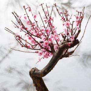 粤莱粤好头像