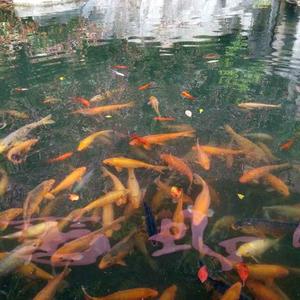 古韵悠风头像