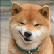 疯狂的羊驼呼头像