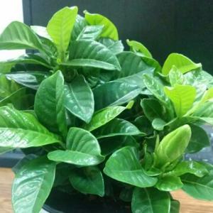 魅力男神leon头像