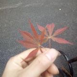 啊贵说车头像