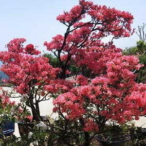 合肥居惠装饰头像