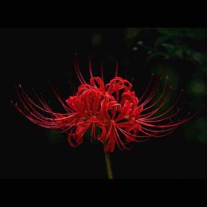 彼岸花开iva头像