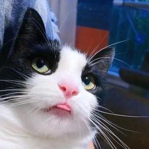 动物园的猫头像