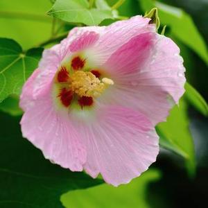 李庄芙蓉花广场舞头像