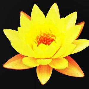 红尘金莲花头像