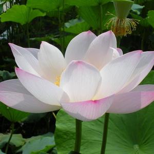 大白伞盖佛母咒感应录 西瓜视频