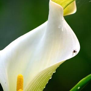 我是一朵马蹄莲头像