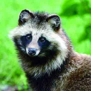 mc界的狸猫头像