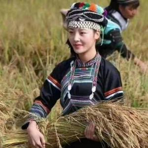 梅州一燕子头像