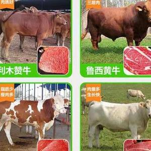 山东牧旺肉牛养殖场头像