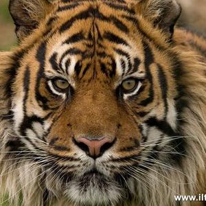 远东东北虎头像