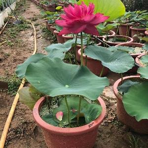 养莲花的小姐姐08头像