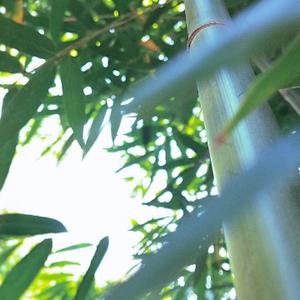 飘逸云大黄蜂头像