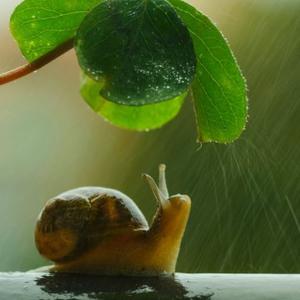 步履蹒跚的小蜗牛头像