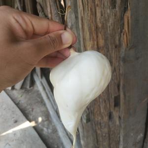 小心长胖头像
