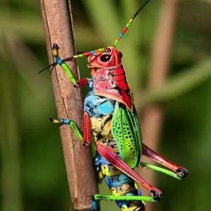 淘气的蚂蚱头像