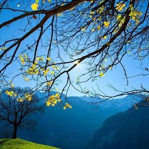 顽强的松树头像