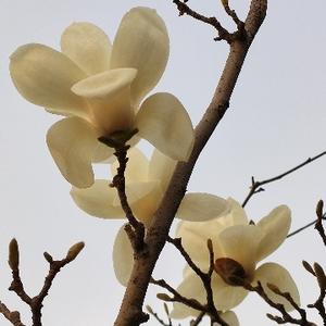 紫色风铃8313头像