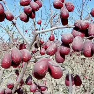 河南丫头在新疆种大枣头像
