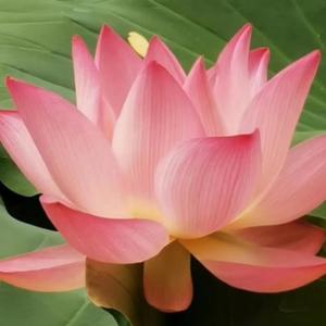 淡雅的灿若莲花头像