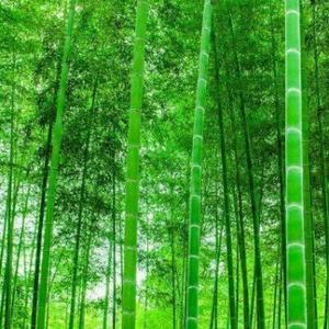 永远翠绿的竹林头像
