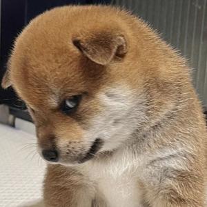 上进和田0U9 头像