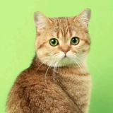 番茄猫966头像