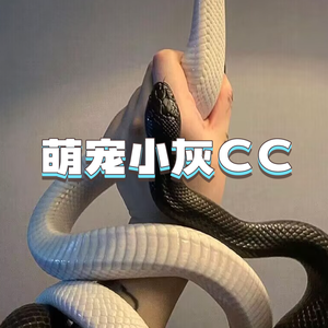 萌宠小灰CC头像