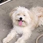 港林不是杠铃头像