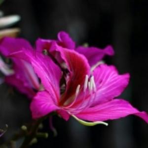 紫荆花园小区管委会头像