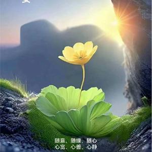 雨季里赏荷的雅者头像