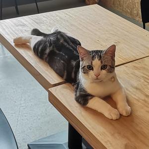 小猫的游戏人生头像