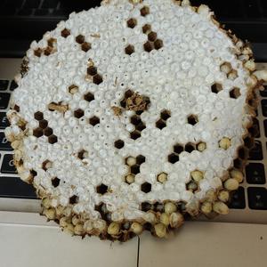 只抓纯野生蜂头像
