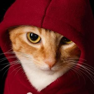 彭鱼晏家里的猪头像