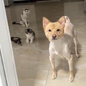 赚钱养狗猫头像