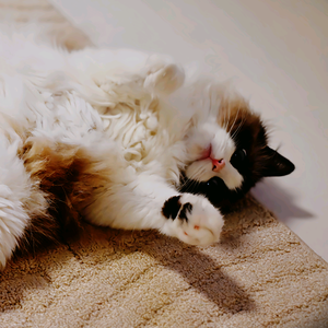 做有灵魂的猪头像